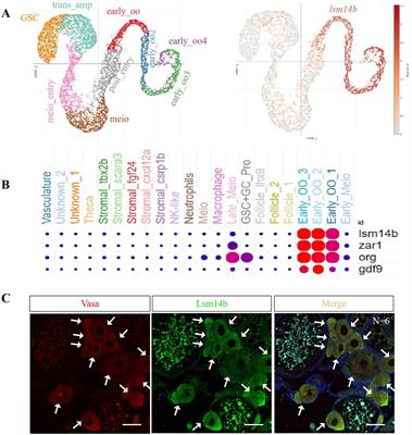 Lsm14b controls zebrafish oocyte growth by regulating polyadenylation of the mRNA poly(A) tail